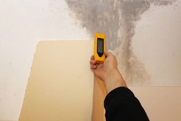 Best Residential Mold Inspection & Testing  in Boyd, TX