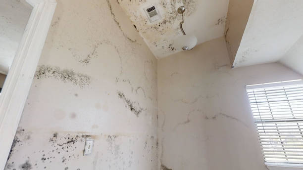 Best Attic Mold Removal  in Boyd, TX