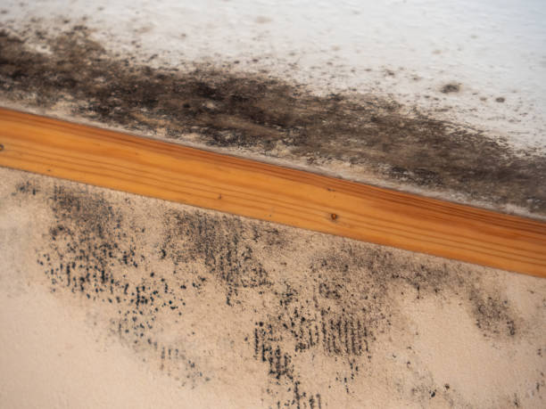 Best Forensic Mold Investigation  in Boyd, TX