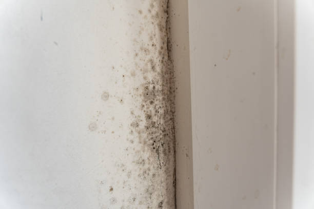 Best Emergency Mold Remediation  in Boyd, TX