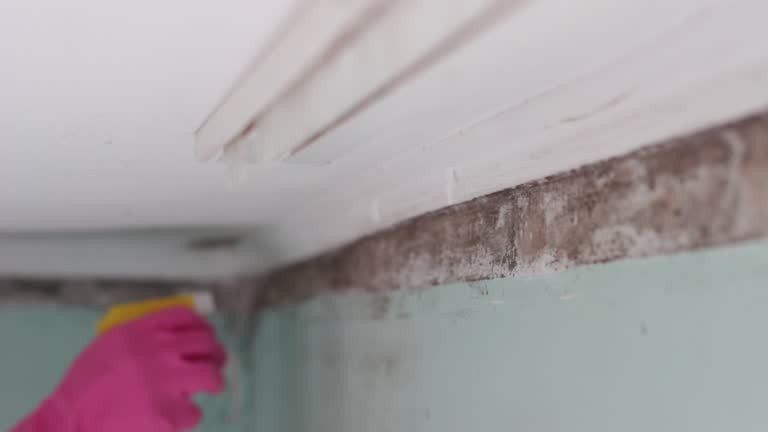 Best Black Mold Removal  in Boyd, TX